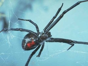 На юге Украины люди страдают от укусов ядовитых пауков