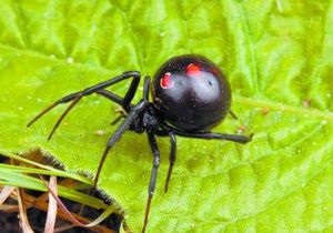 В Херсонской области ядовитый паук укусил женщину