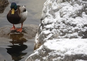 В Якутии чудом пережившая морозы утка погибла в ДТП