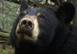 В Сибири мужчина выжил после схватки с медведем и вызвал помощь через смс