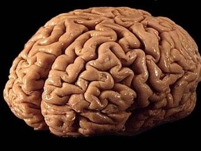Ученые: Грамотность изменяет структуру мозга