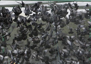 В Донецке намерены запустить лазерный комплекс НЛО-1 для отпугивания птиц