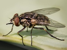 Ученые отгадали секрет неуловимости мух