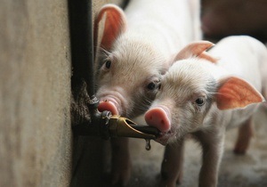Украина запретила импорт свиней из Сербии