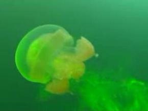 Ученые: Медузы перемешивают Мировой океан