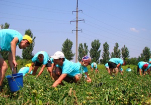 На полях Николаевской области начали работать студенческие трудотряды