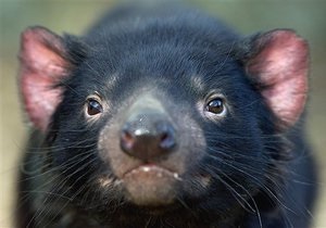 Ученым не удалось спасти тасманийских дьяволов от инфекционного рака, уничтожающего популяцию животных