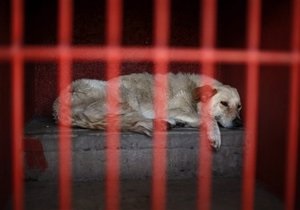 В Мехико защитники животных требуют отпустить собак, арестованных за убийство