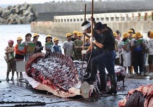 Япония намерена кормить школьников китовым мясом