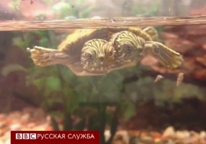 Тельма и Луиза, двухголовая черепаха - видео
