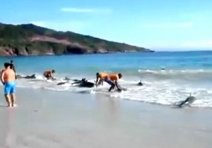 В Австралии на берег выбросились около 90 дельфинов