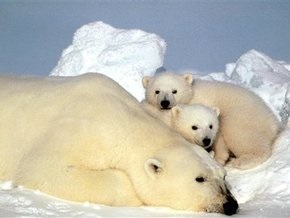 Ученые: Из-за глобального потепления белые медведи измельчали