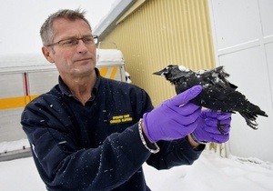 Эксперты объяснили причины массовой гибели птиц в Швеции