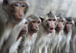 Исследование: вирус светочувствительности улучшил мышление обезьян
