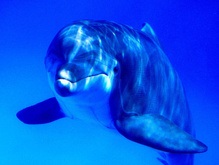 В Украине введен временный запрет на ловлю дельфинов