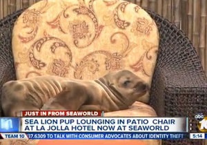 Странные новости - новости США: В США морской лев пробрался в гостиницу и уселся в кресле