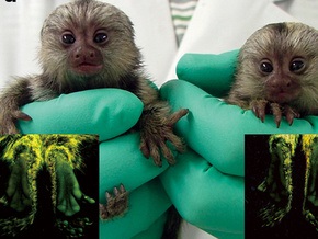 Японцы вывели трансгенных обезьян, светящихся зеленым в ультрафиолете