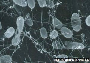 Ученые: Микробы будут последними организмами на Земле