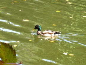 Прогноз погоды на пятницу, 11 сентября
