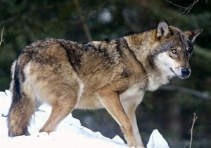 В Тернопольской области бешеный волк укусил за лицо местную жительницу