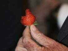 Забастовка сборщиков клубники привела к дракам