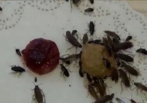 Тараканы живут, научившись ненавидеть
