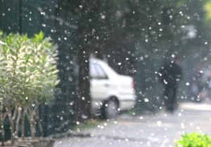 Эксперты: Киевлян, страдающих аллергией на тополиный пух, может спасти только дождь