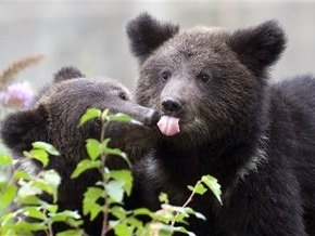 В Киевском зоопарке медведи преждевременно впадают в спячку