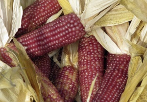 Ученые узнали, когда индейцы Перу окультурили кукурузу