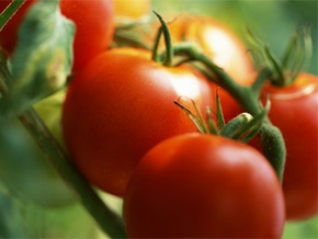 Ученые вывели помидоры, предупреждающие развитие рака