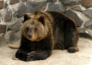Медведи и скунсы из уникального зоопарка на севере Украины не могут впасть в спячку