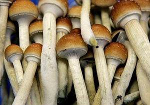 Ученые:  Волшебные грибы  оказывают на психику долгосрочный положительный эффект