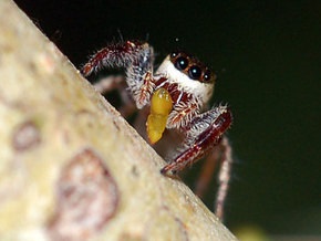 Первые известные науке пауки-вегетарианцы воруют пищу у муравьев