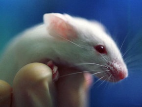 Ученые вживили мышам ген речи