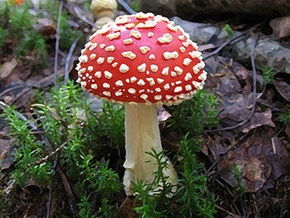 В Полтавской области целая семья умерла от отравления грибами