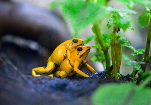 Фотогалерея: Основной инстинкт. Секс в мире животных