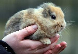 В немецком зоопарке безухий кролик погиб на устроенной в его честь пресс-конференции