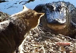 Одесский зоопарк опроверг слухи, что крокодилам скармливают бездомных кошек