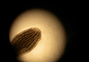 Новости науки: Обезглавленные черви сумели отрастить голову и восстановить память