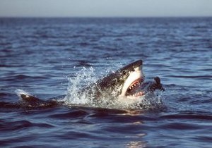 В Египте от укусов акулы пострадал еще один российский турист