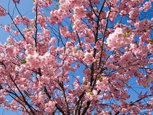 Японцам объявили о цветении сакуры