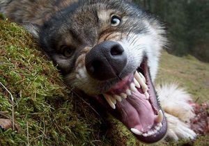 В Запорожской области в туше убитого волка обнаружен возбудитель трихинеллеза