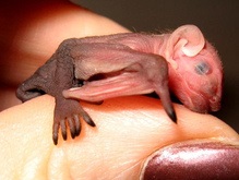 Детеныш летучей мыши попал к девушке в бюстгальтер