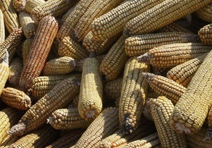 Украина пересеет вымерзшие озимые кукурузой - министерство