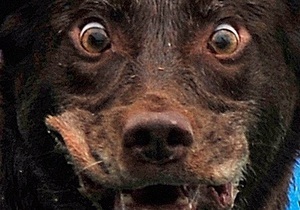 Ветеринары заявили, что в Запорожской области от сибирской язвы погибла собака