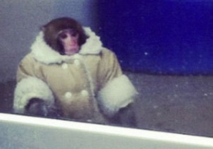 Новости Канады: В мае возобновится суд по делу найденной в IKEA обезьяны в пальто