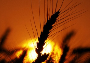 Урожай зерна в Украине в прошлом году вырос почти в полтора раза