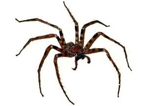 Ученые нашли самую древнюю в мире паутину и новый вид гигантских пауков