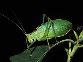 Биологи привлекают жителей Нью-Йорка к проведению 11 сентября переписи кузнечиков