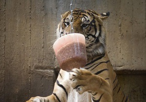 В Киевском зоопарке отпразднуют день рождения тигров